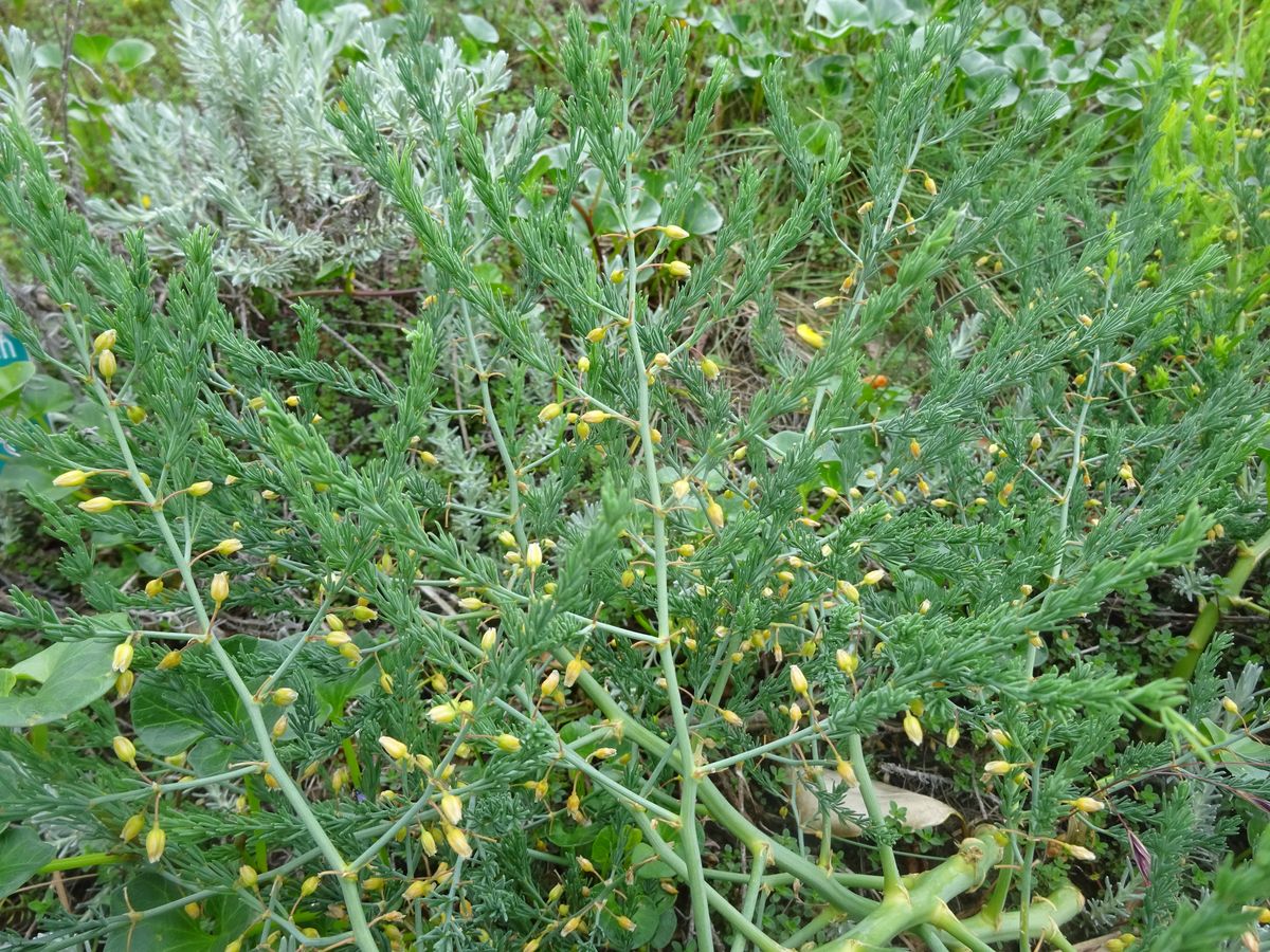 Asparagus officinalis subsp. prostratus (Asparagaceae)